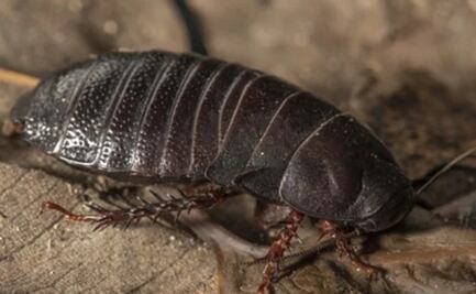Estudiante redescubre gran cucaracha que se creía extinta desde 1930 en isla de Australia