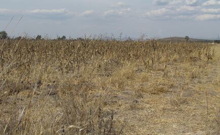 Registran a 108 municipios de Veracruz con sequía