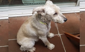 Quadri acusa que pastor belga mató a su perrito "Vito"; muestra video y pide ayuda para identificar al dueño