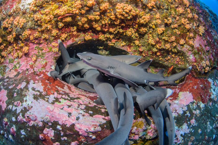 Las reservas marinas son áreas naturales protegidas que buscan preservar la biodiversidad y los ecosistemas marinos.