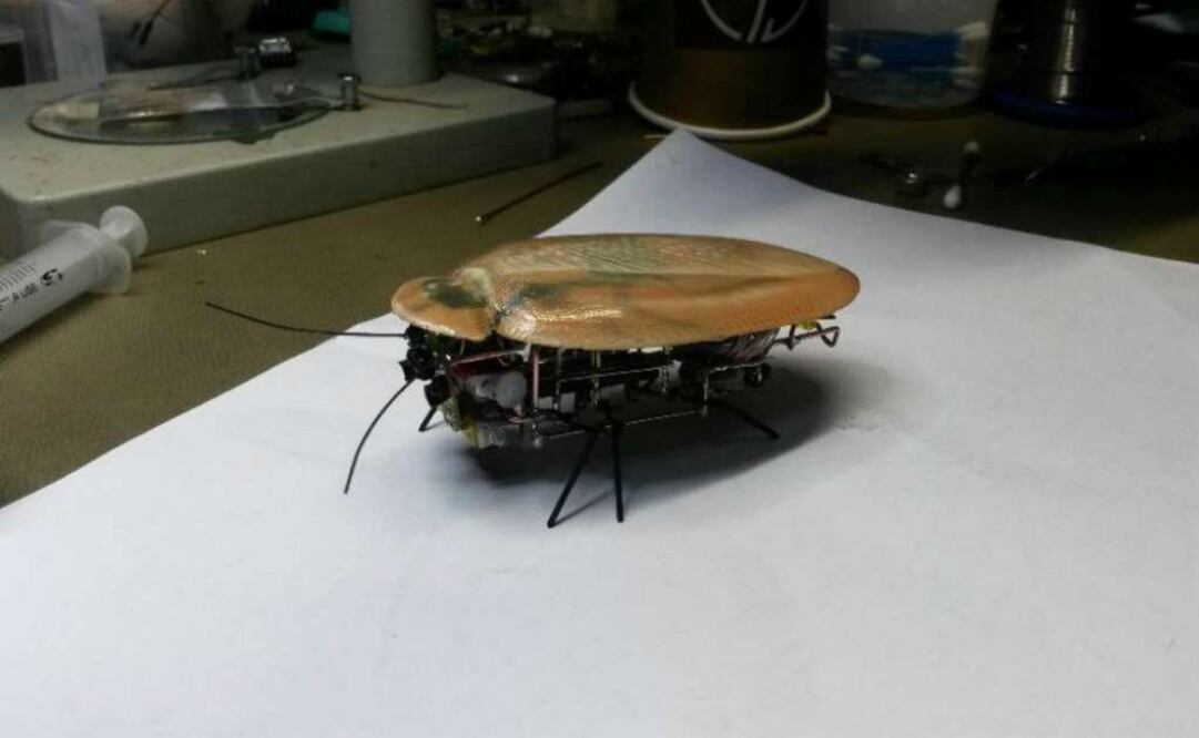Se mueve como un insecto, casi igual de rápido, y es capaz de darse la vuelta. En cuanto al aspecto, hemos logrado que a cinco metros de distancia, una persona no distinga el insecto del robot aseguran