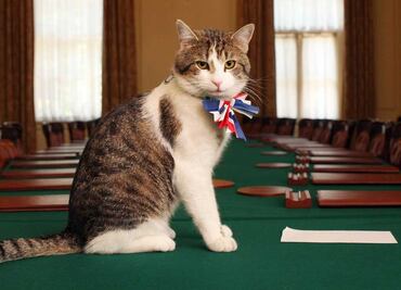 Larry el gato, que vive en Downing Street, le envía "importante" mensaje a Keir Starmer, nuevo premier británico