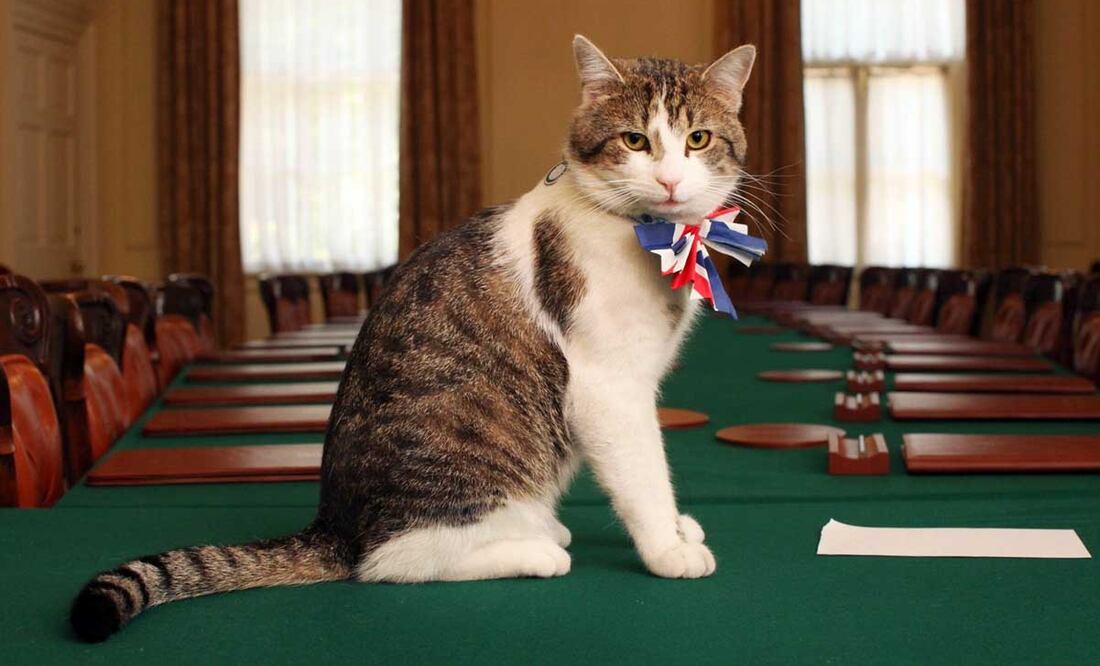 Larry, el Jefe Ratonero de la Oficina del Gabinete del Reino Unido, posa en una de las habitaciones del número 10 de Downing Street. Es el primer gato en ocupar el cargo oficial; su trabajo comenzó desde el 15 de febrero del 2011 hasta la fecha, apoyando a David Cameron, Theresa May, Boris Johnson, Liz Truss y Rishi Sunak. Foto: Gobierno de su Majestad/Wikimedia Commons.