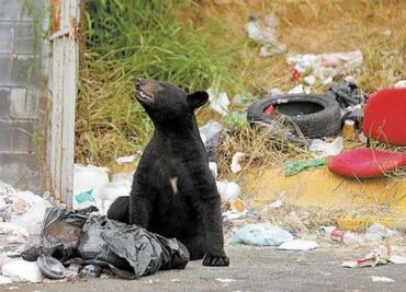 Nuevo León registra 192 avistamientos de osos en 2024; Monterrey, municipio con más presencia de los mamíferos