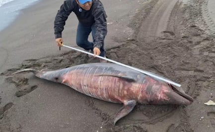 Delfín de casi 3 metros de largo encalla en playas de Veracruz; muere poco tiempo después