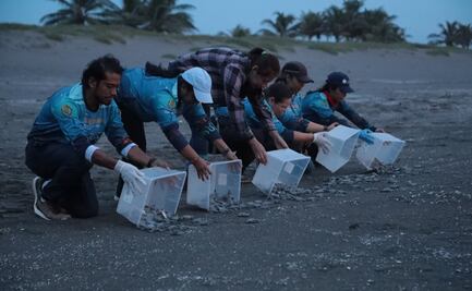Liberan 178 crías de tortuga verde en Veracruz; acción forma parte de proyecto para proteger la biodiversidad