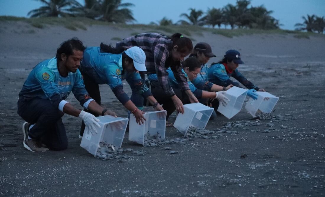Liberan 178 crías de tortuga verde en Veracruz; acción forma parte de proyecto para proteger la biodiversidad. Foto: Especial