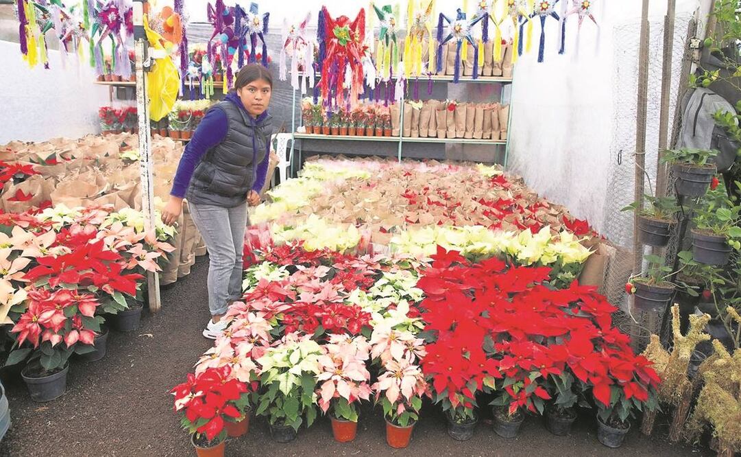 Productores serán apoyados en la comercialización de la nochebuena en mercados de la capital. 