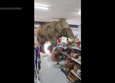 Tengo una trompa y sé cómo usarla: Elefante hambriento asalta una tienda en Tailandia en busca de comida; video se vuelve viral