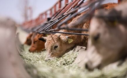 Aumentan precios de carne y ganado por sequía y casos de gusano barrenador; México reduce inventario