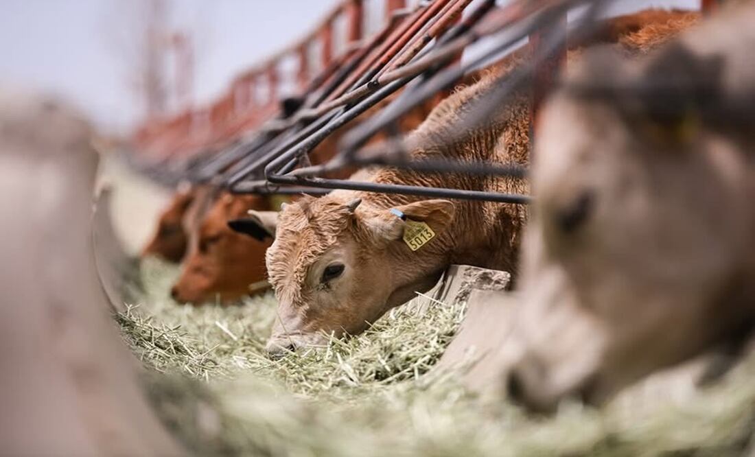 México y EUA reanudan exportaciones de ganado. Foto: Especial