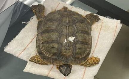 Rescatan tortuga terrestre en aeropuerto de Mérida, Yucatán