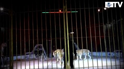 ¡Pasen a ver la última función con animales!