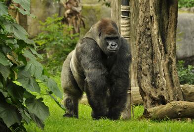 Alistan grupo de expertos que analizarán estudios de Bantú