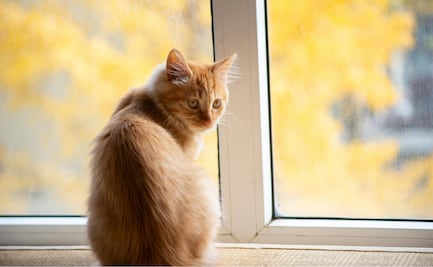 ¿Qué siente tu gato cuando lo dejas solo?; experta veterinaria responde