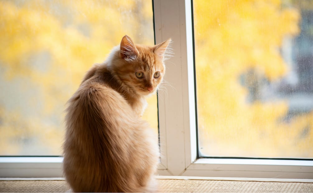 Los gatos aman estar cerca de las ventanas, y este comportamiento tiene una explicación instintiva. Foto: Canva