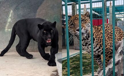 Rescatan a jaguares, aves, tigres y mapaches en domicilio de Querétaro; Profepa alista denuncia por posesión ilícita