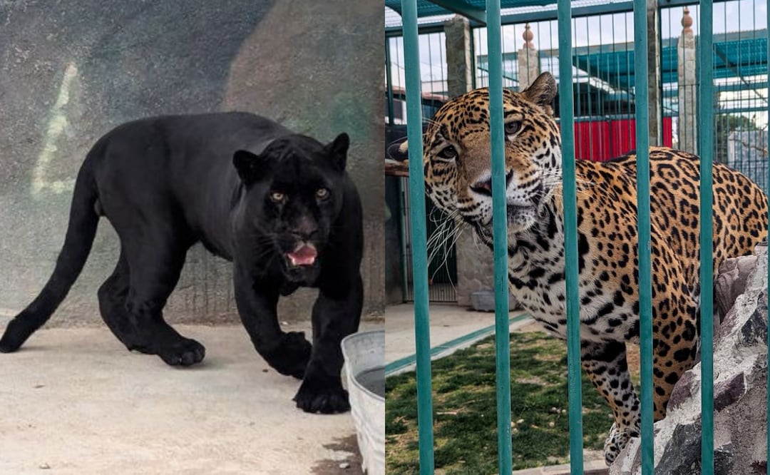 Rescatan a jaguares, aves, tigres y mapaches en domicilio de Querétaro (23/01/2026). Foto: Especial