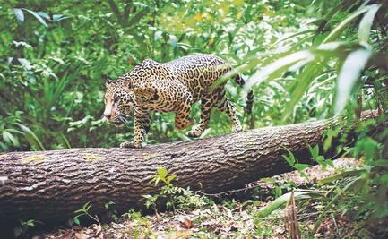 Defensa modifica manejo de fauna silvestre cercana al Tren Maya; implementará acciones con trato digno y respetuoso