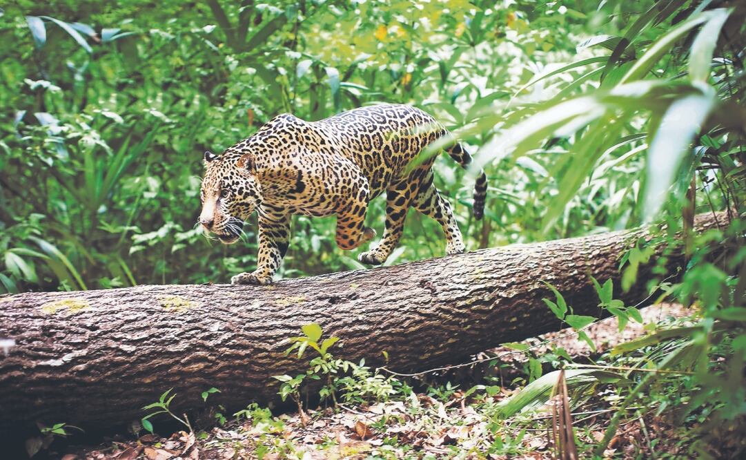 Entre los requisitos está el monitoreo de felinos y mamíferos en estatus de protección, así como otras especies. Foto Especial