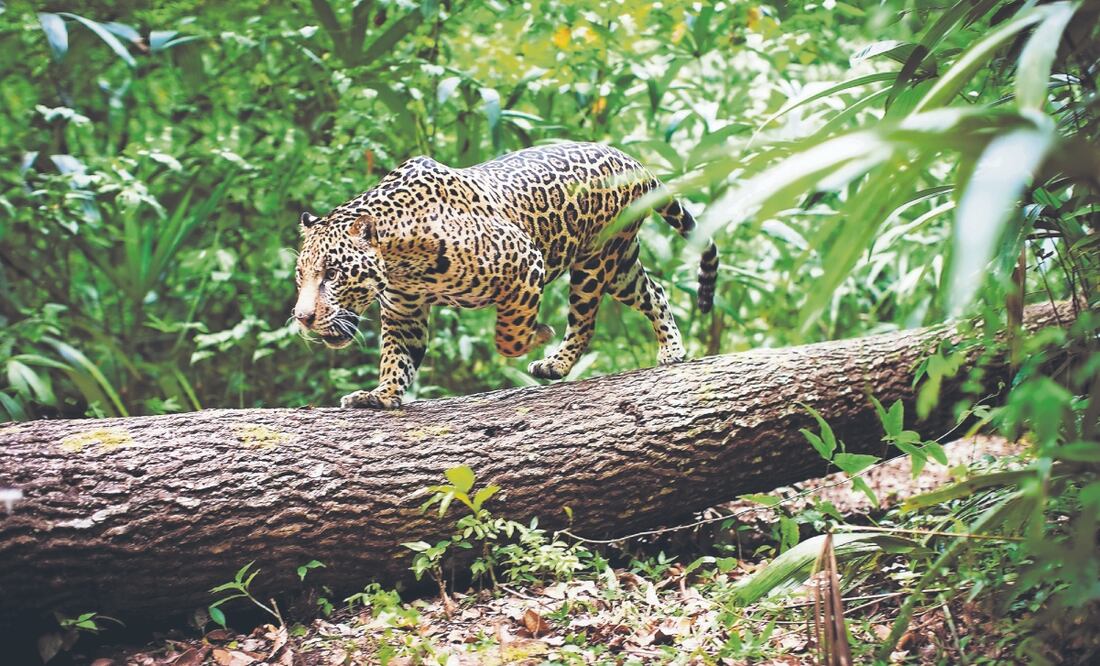 Entre los requisitos está el monitoreo de felinos y mamíferos en estatus de protección, así como otras especies. Foto Especial