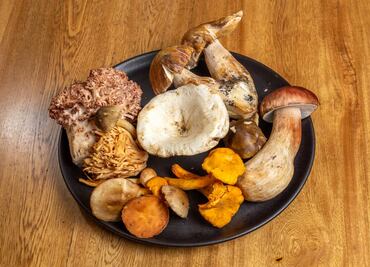Hongosto: todo lo que tienes que saber sobre los hongos comestibles en México