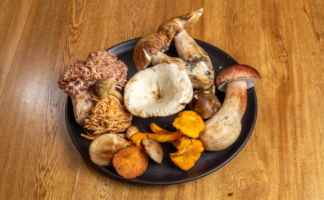 ¿Sabías que Agosto es conocido como "hongosto"? Foto: Esteban Torreblanca / El Universal.