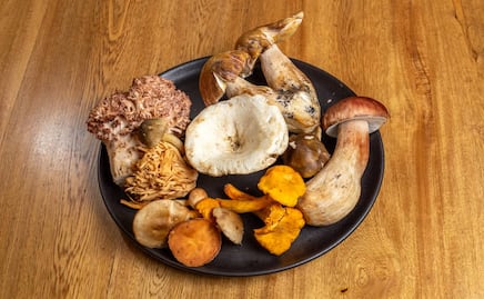 Hongosto: todo lo que tienes que saber sobre los hongos comestibles en México