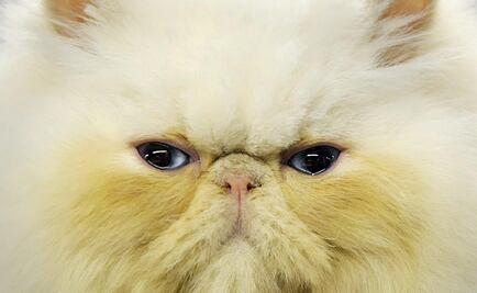 Gato ocasiona apagón en Colombia 