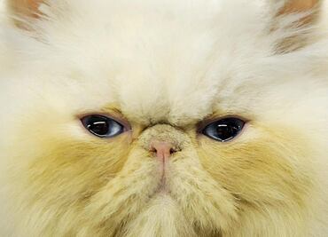 Gato ocasiona apagón en Colombia