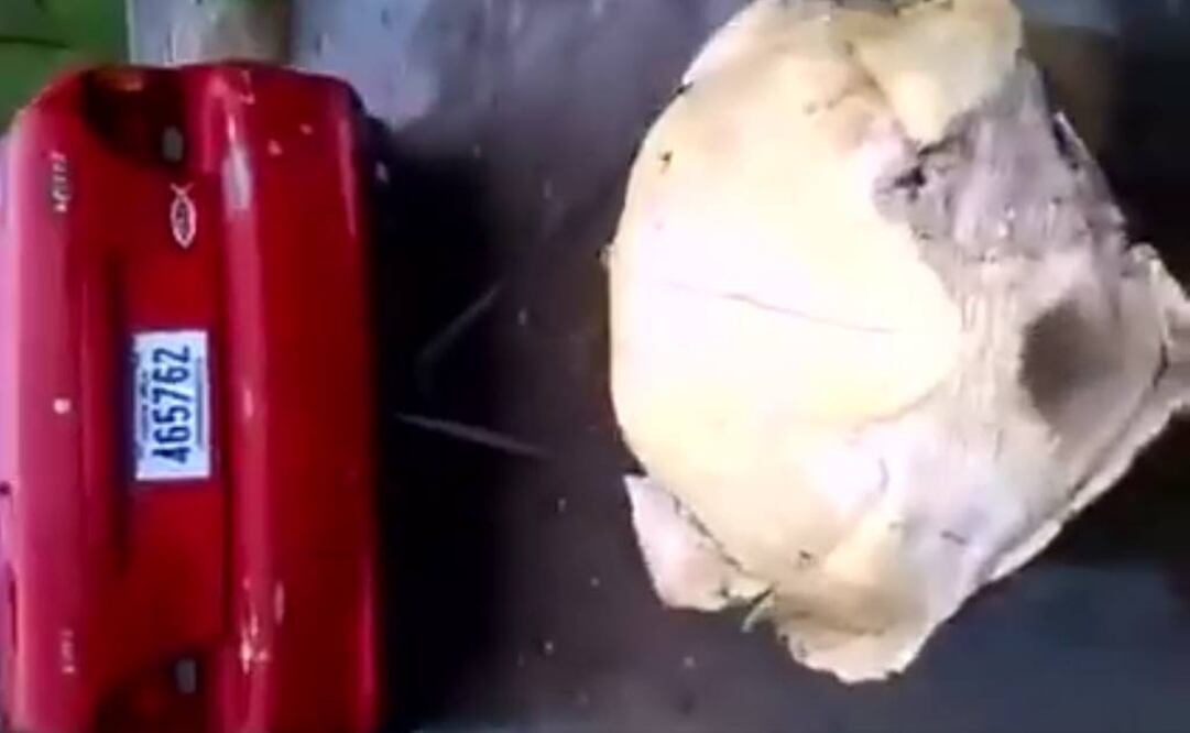 Video. Jóvenes arrastran con auto a tortuga y la matan