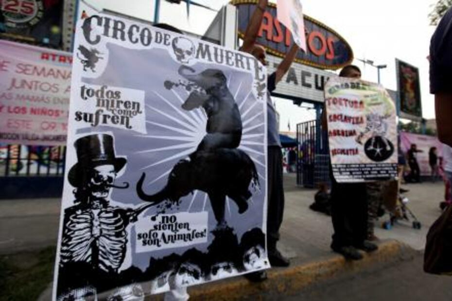 El niño que creció junto a los animales de un circo