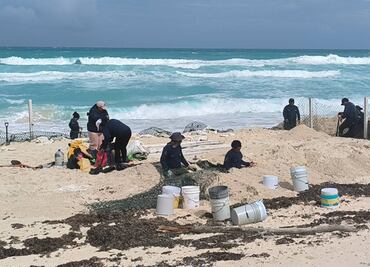 En Cancún, saldo blanco también para las tortugas