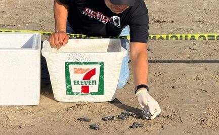 Activista recauda hieleras para proteger anidación de tortugas en Tamaulipas; busca evitar riesgos en Playa Bagdad