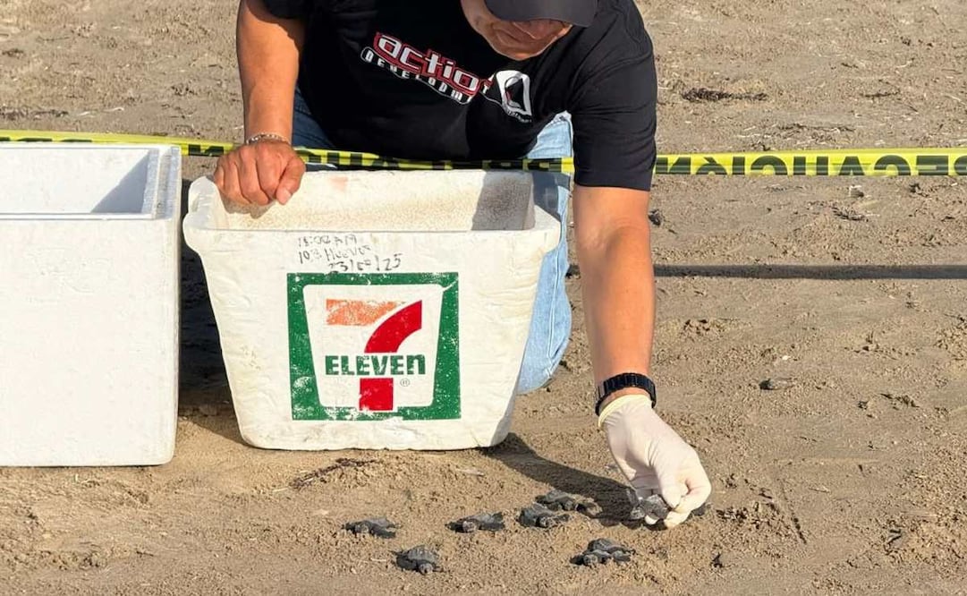 Activista recauda hieleras para proteger anidación de tortugas en Tamaulipas; busca evitar riesgos en Playa Bagdad.
Foto: Especial.