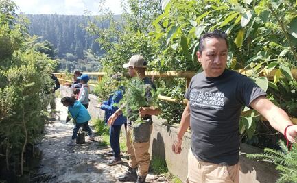 Reforestan 500 árboles en paraje "La Loma" en Cuajimalpa