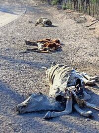 Sin apoyo del gobierno, Álamos se muere de sed 