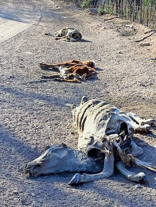 Tratando de sobrevivir, los animales salen de sus corrales a buscar agua, pero mueren en los caminos y veredas. Foto Especial