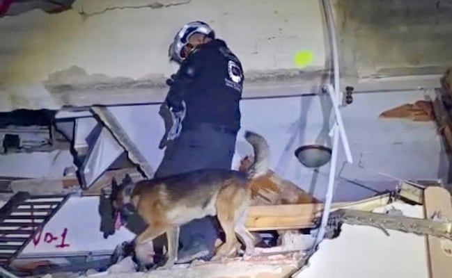 VIDEO Binomios caninos de Santa Catarina, NL, hallan a sobreviviente de terremotos en Venezuela; localizan a 3 fallecidos