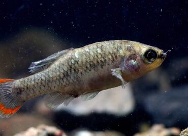 ¿Los peces pueden reconocerse al mirar un espejo? Pese a burlas, un estudio lo comprueba