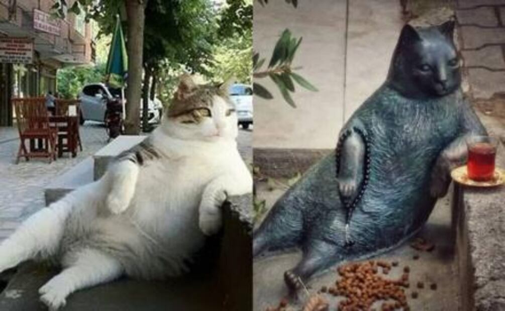 Turquía levanta estatua en honor a su gato favorito