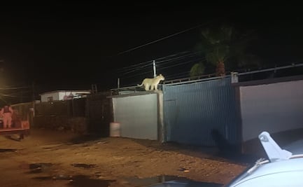 Capturan a leona en colonia de Ciudad Juárez, Chihuahua; el animal fue resguardado