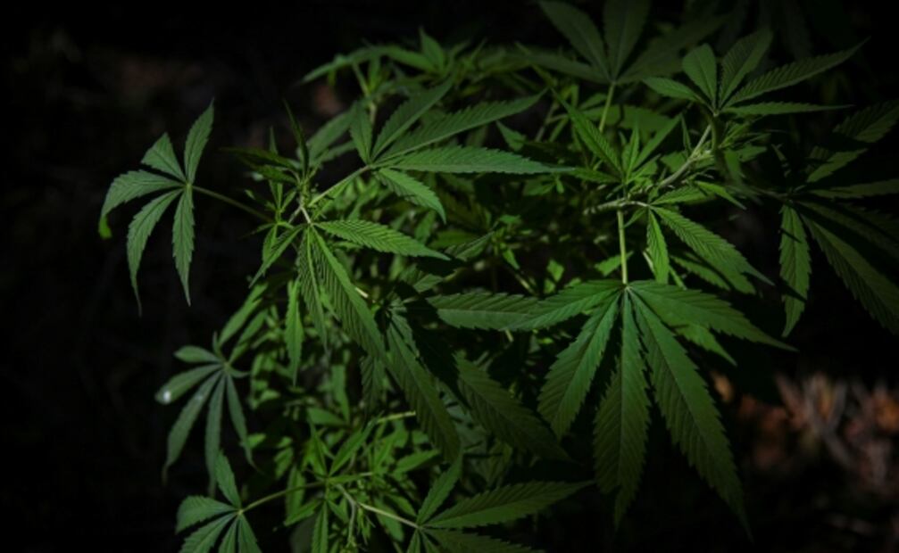 Los cannabinoides pueden tratar la enfermedad de Parkinson, según estudio