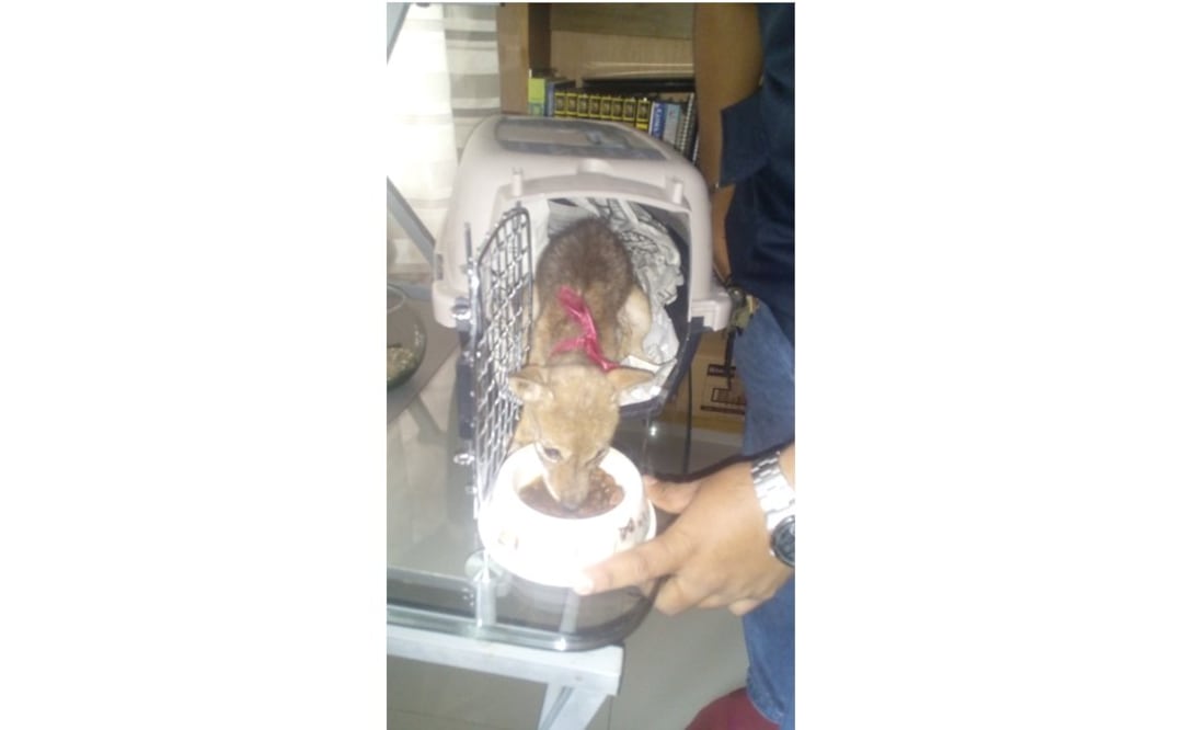 Una veterinaria revisó a la cría y reportó que se encuentra en buen estado de salud. Foto: Cortesía