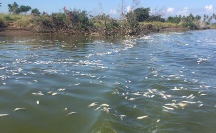 Recolectan 17 toneladas de peces muertos en Escuinapa, Sinaloa