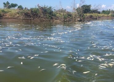 Recolectan 17 toneladas de peces muertos en Escuinapa, Sinaloa