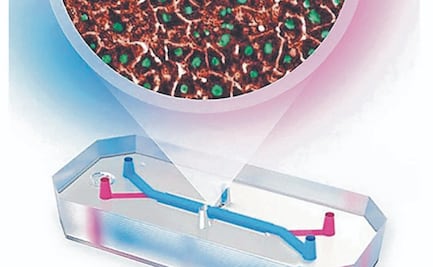 UNAM crea chip que simula funciones del hígado