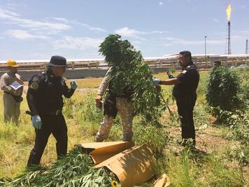Hallan plantas de marihuana en terrenos de refinería de Cadereyta