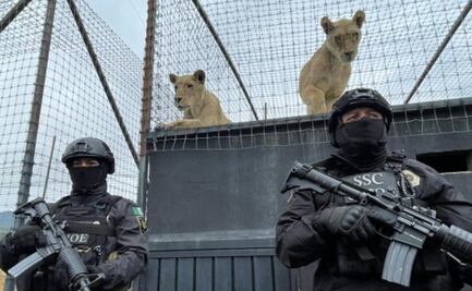 Profepa verificó zoológicos a los que serán trasladados felinos de santuario del Ajusco: AZCARM