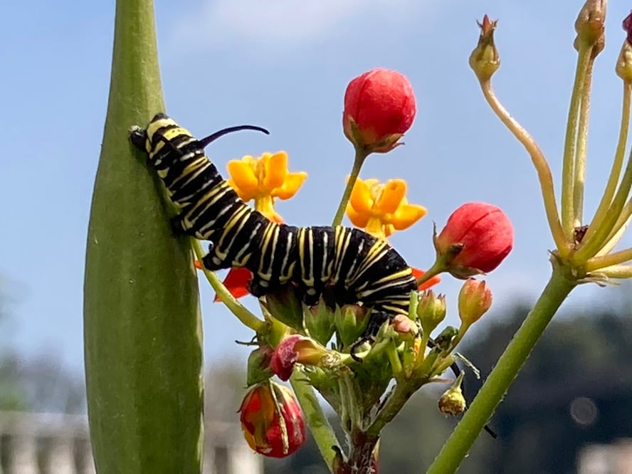 1. Oruga de mariposa monarca sobre algodoncillo en la terraza. (©Omar Vidal)